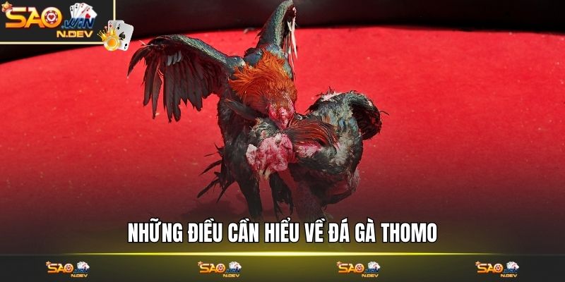 Đá gà Thomo